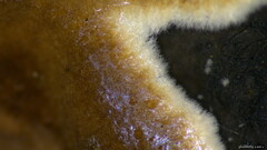 Peniophora albobadia