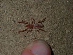 Eremobatidae