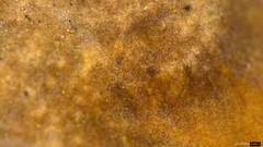 Peniophora albobadia