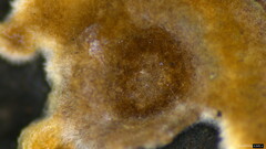 Peniophora albobadia