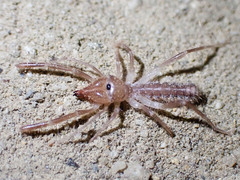 Eremobatidae