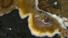 Peniophora albobadia