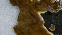 Peniophora albobadia