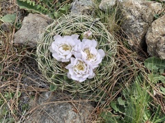 Gymnocalycium monvillei