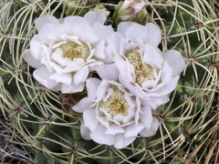 Gymnocalycium monvillei