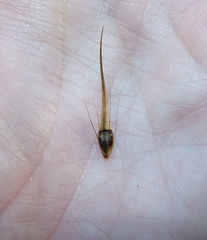 Rhynchospora macrostachya