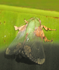 Parasa pastoralis