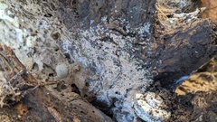 Chromelosporium