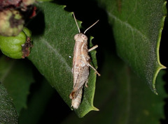 Melanoplus cinereus
