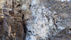 Chromelosporium