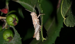 Melanoplus cinereus