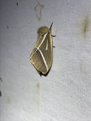 Kentroleuca albilinea