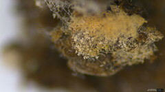 Chromelosporium