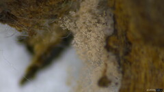 Chromelosporium