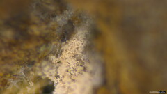 Chromelosporium