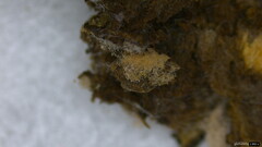 Chromelosporium