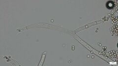 Chromelosporium