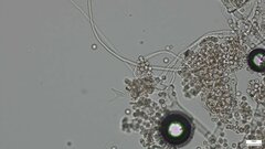 Chromelosporium