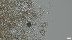 Chromelosporium
