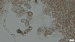 Chromelosporium