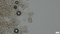 Chromelosporium