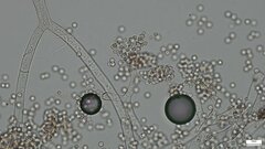 Chromelosporium
