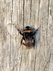 Bombus terrestris audax