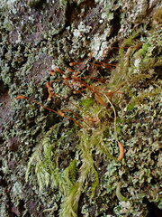 Herzogiella seligeri