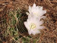 Gymnocalycium monvillei