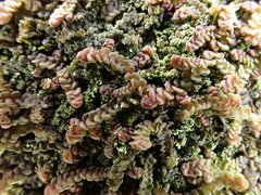 Frullania fragilifolia