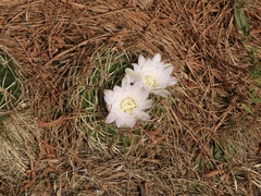 Gymnocalycium monvillei