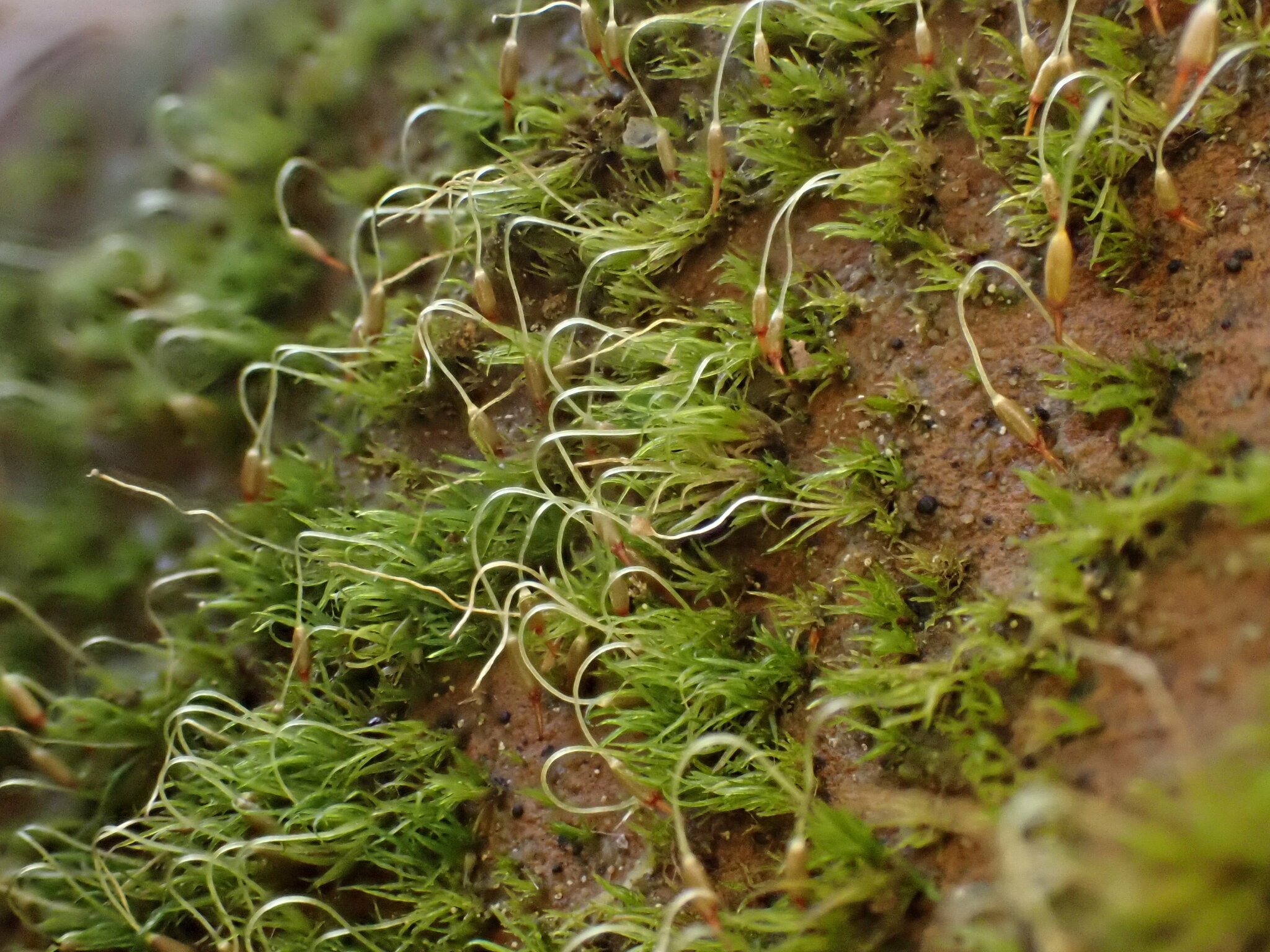 Campylostelium saxicola