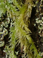 Herzogiella seligeri