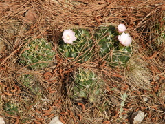 Gymnocalycium monvillei
