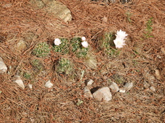 Gymnocalycium monvillei
