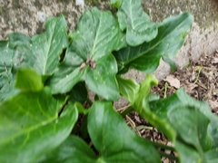 Arum maculatum