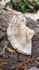 Bjerkandera adusta