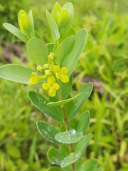 Wikstroemia indica