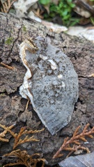 Bjerkandera adusta