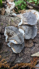 Bjerkandera adusta