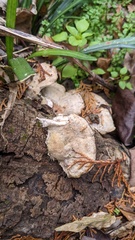 Bjerkandera adusta