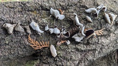 Auricularia polytricha