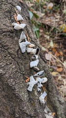 Auricularia polytricha