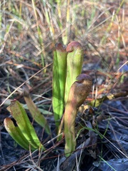 Sarracenia minor