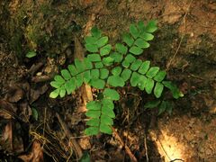 Adiantum flabellulatum