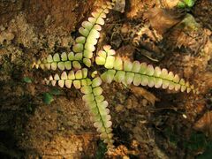 Adiantum flabellulatum