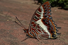 Charaxes brutus natalensis