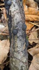 Annulohypoxylon truncatum