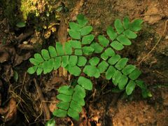 Adiantum flabellulatum