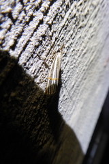 Aurotalis nigrisquamalis